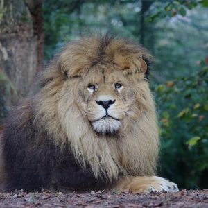 vignette LION BRUN