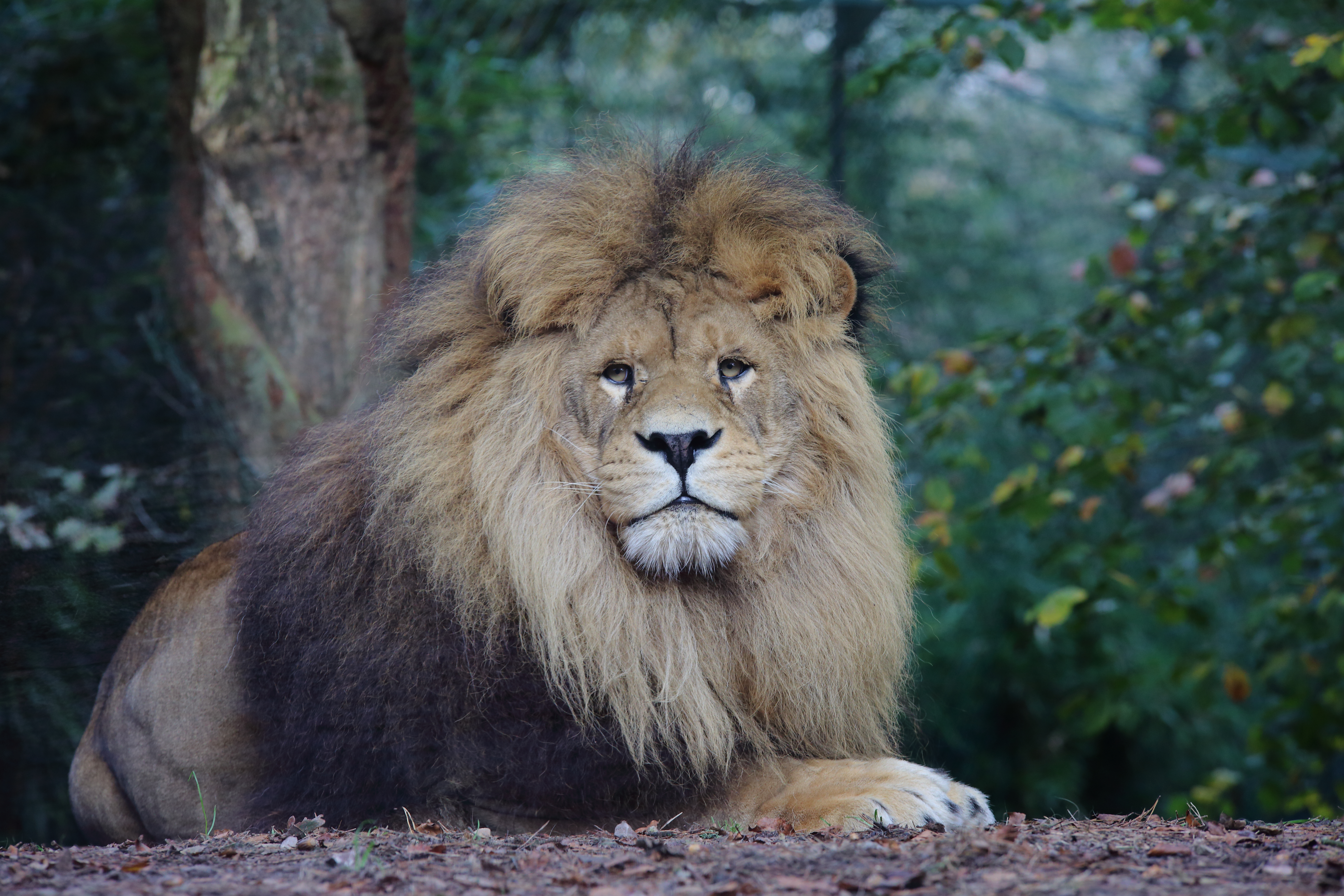 Lion Brun Zoo De Jurques Lion Brun Zoo De Jurques