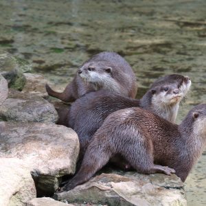 vignette LOUTRE CENDRÉE