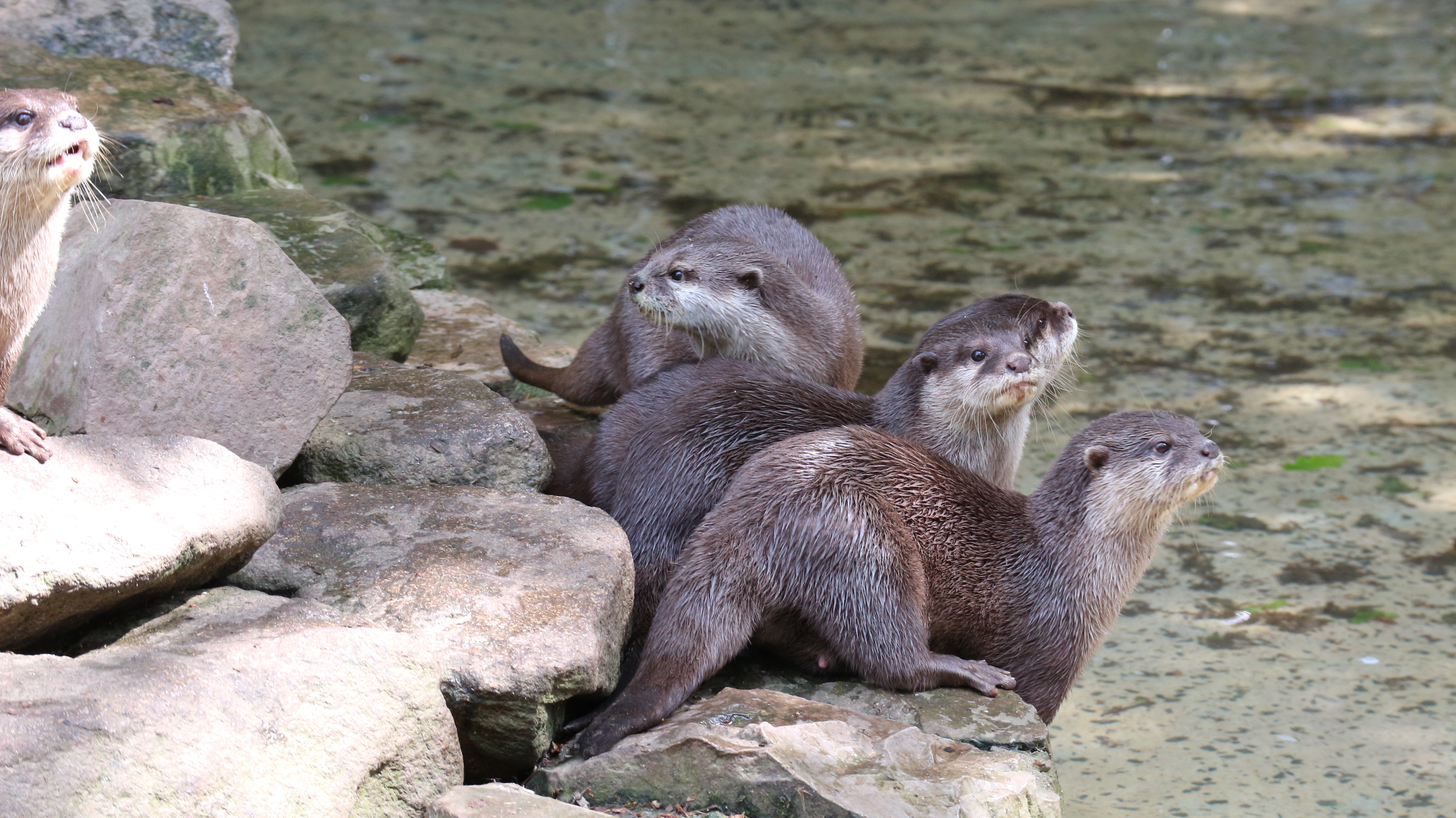 Loutre Cendree Zoo De Jurques Loutre Cendree Zoo De Jurques