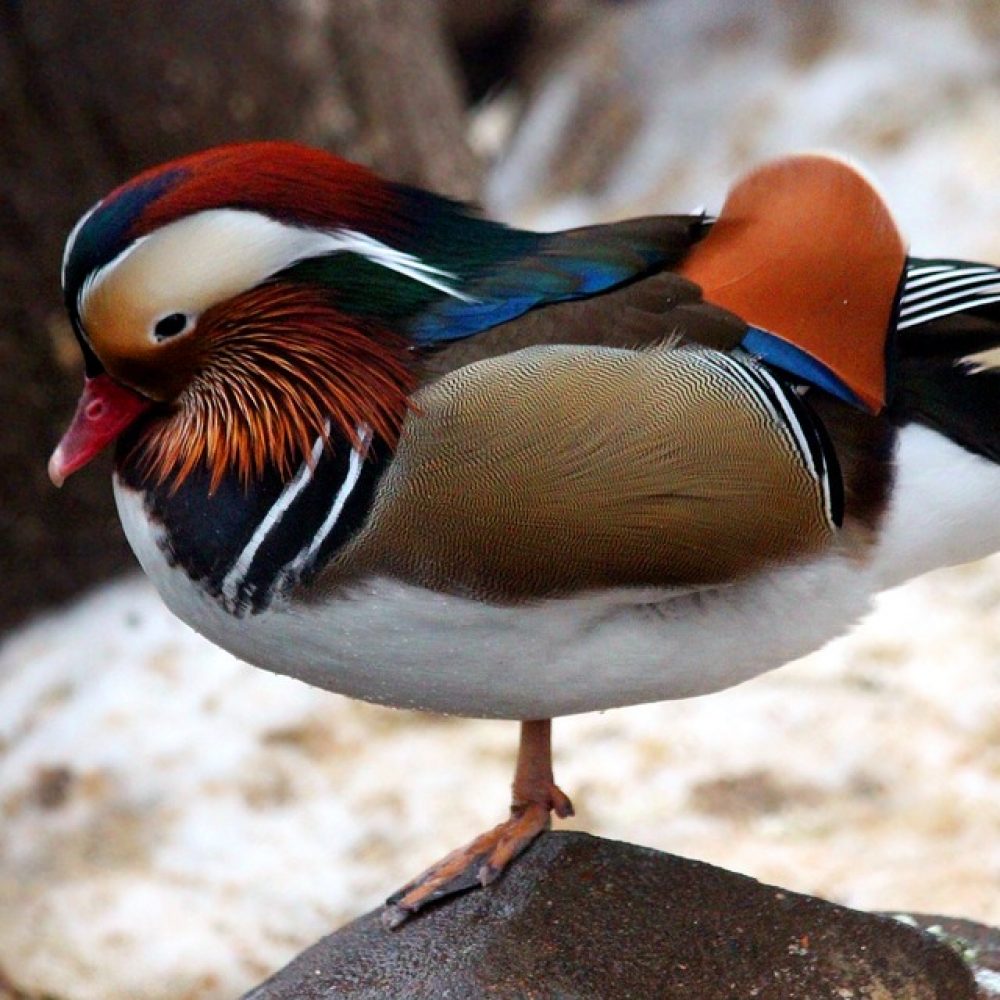 Vignette CANARD MANDARIN