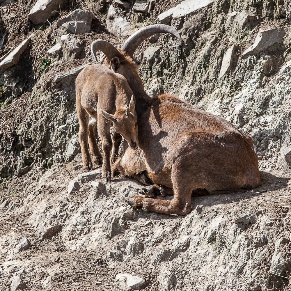 Vignette MOUFLON À MANCHETTES