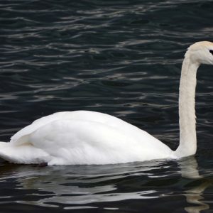 vignette CYGNE MUET