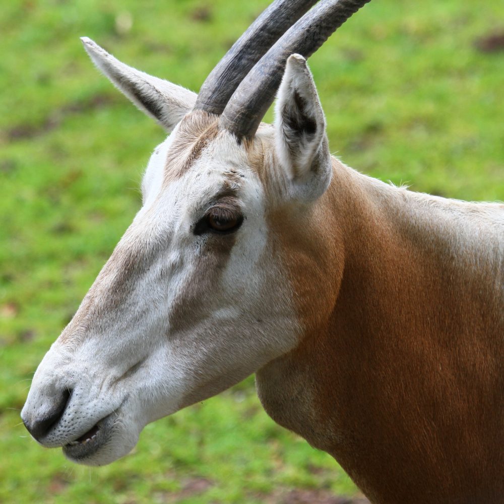 Vignette ORYX ALGAZELLE