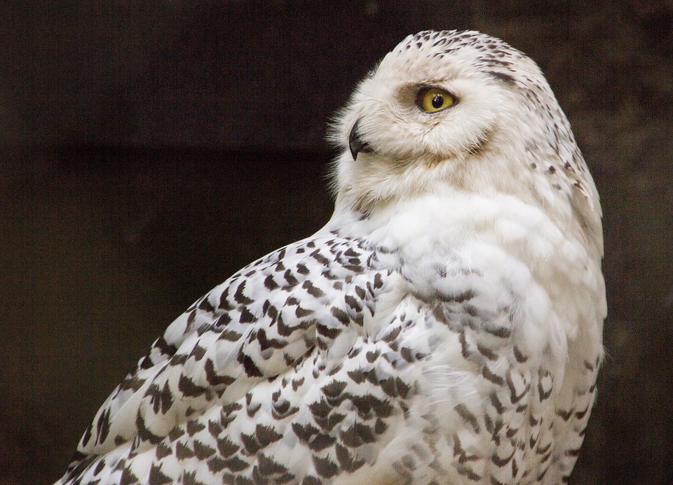 Harfangs des neiges