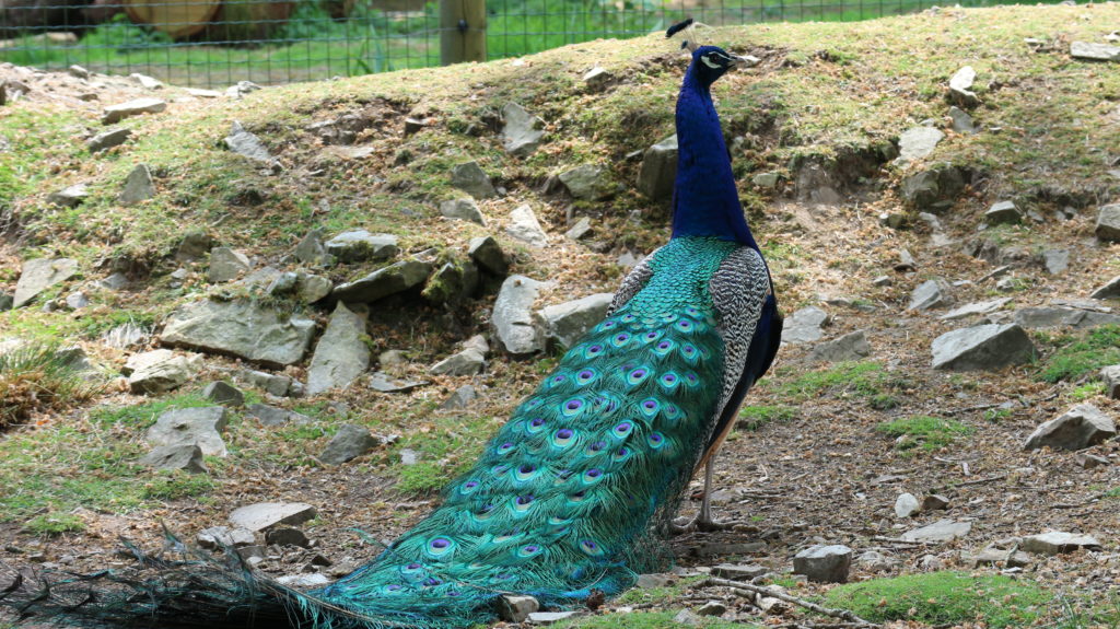 PAON BLEU • Zoo de Jurques