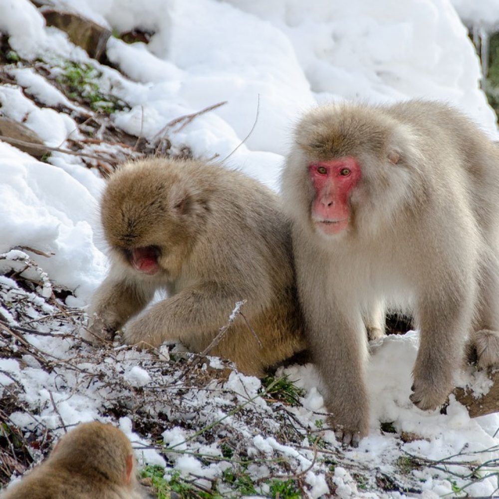 Vignette MACAQUE JAPONAIS