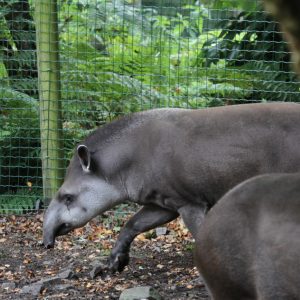 vignette TAPIR TERRESTRE