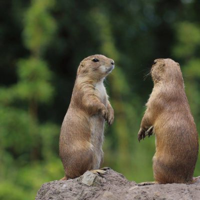 vignette Chiens de prairie