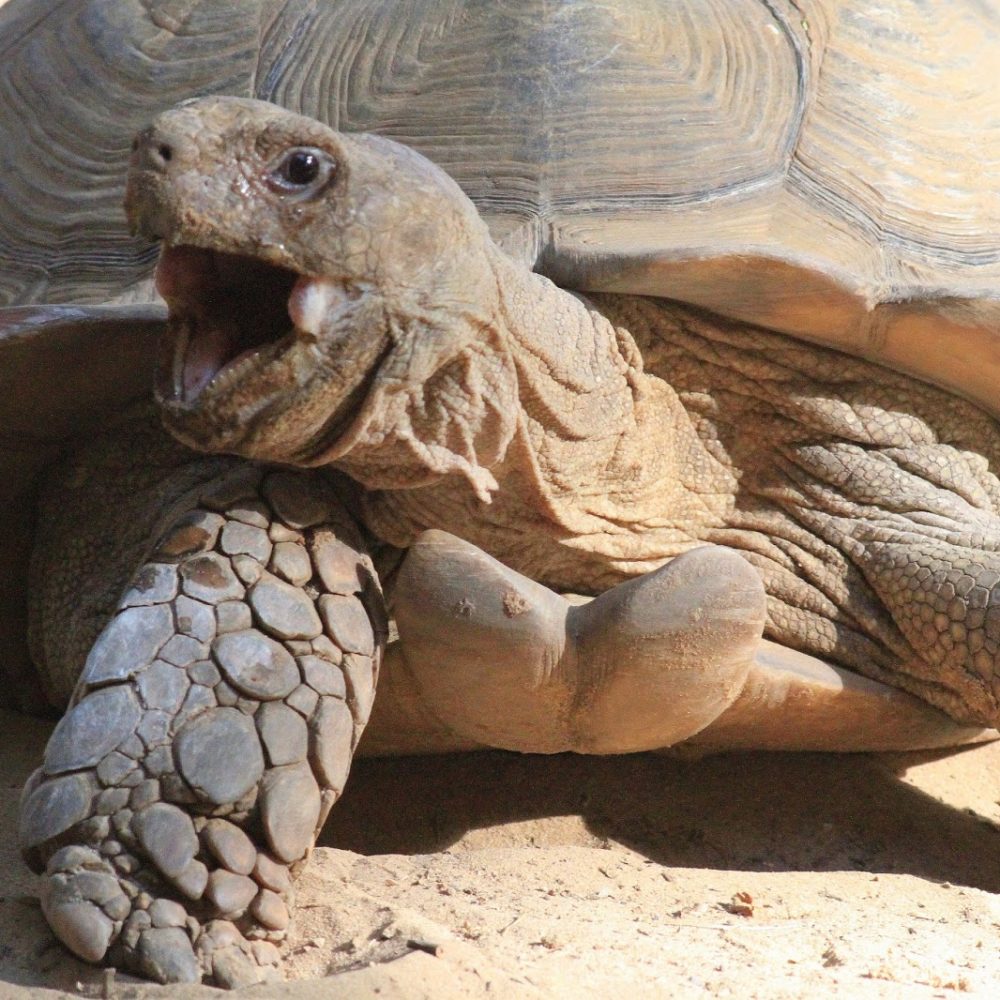 Vignette TORTUE SULCATA