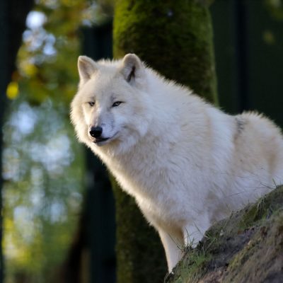 vignette Loups blancs