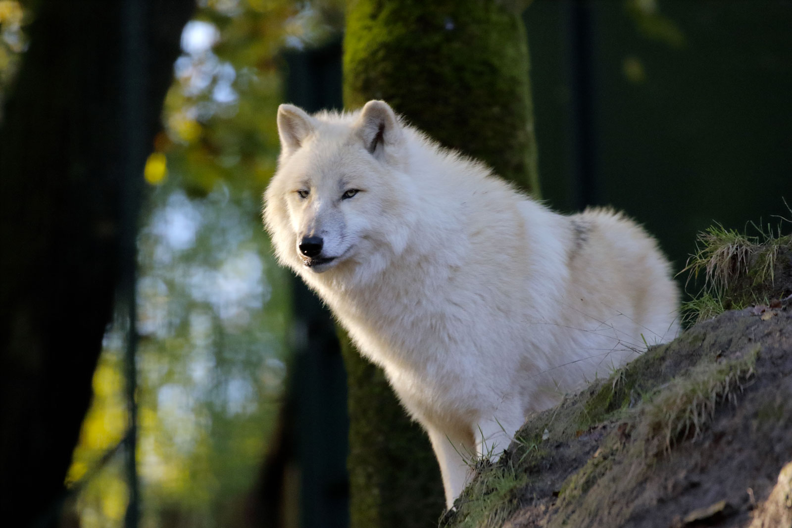 Loups blancs