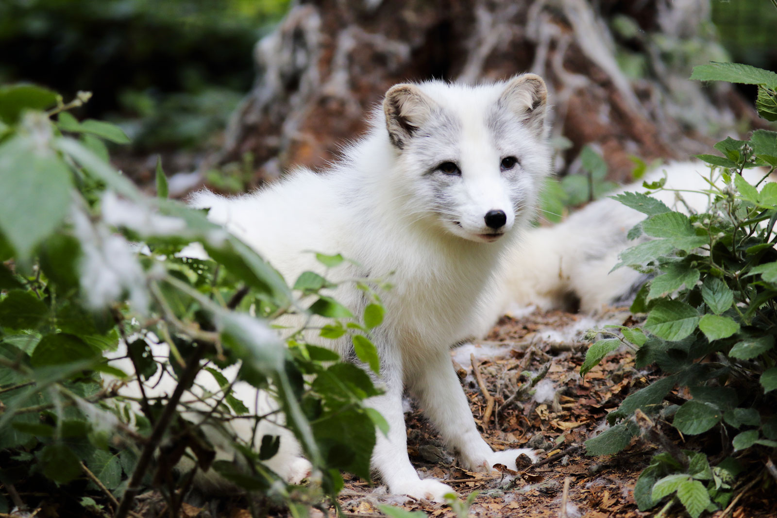 Renards polaires