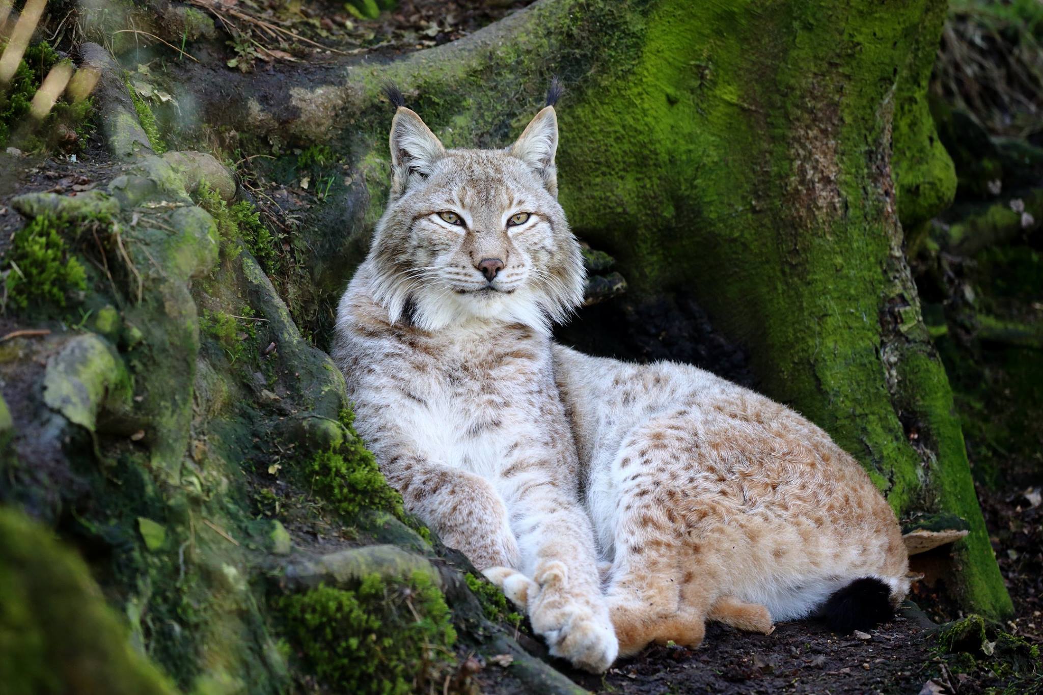 Lynx