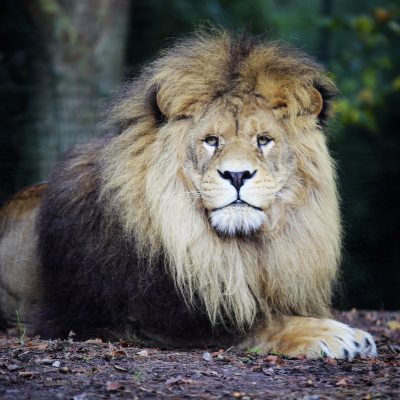 vignette Lions bruns
