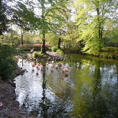 vignette Flamants roses