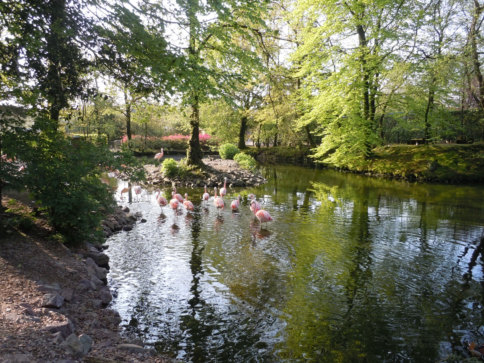 Flamants roses