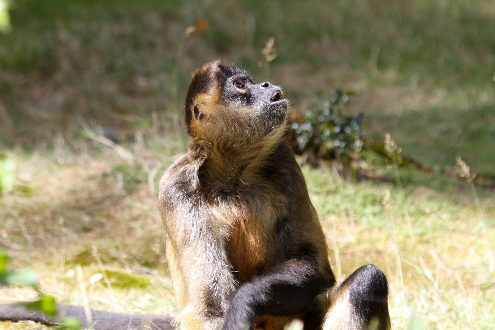 Atèles de Geoffroy