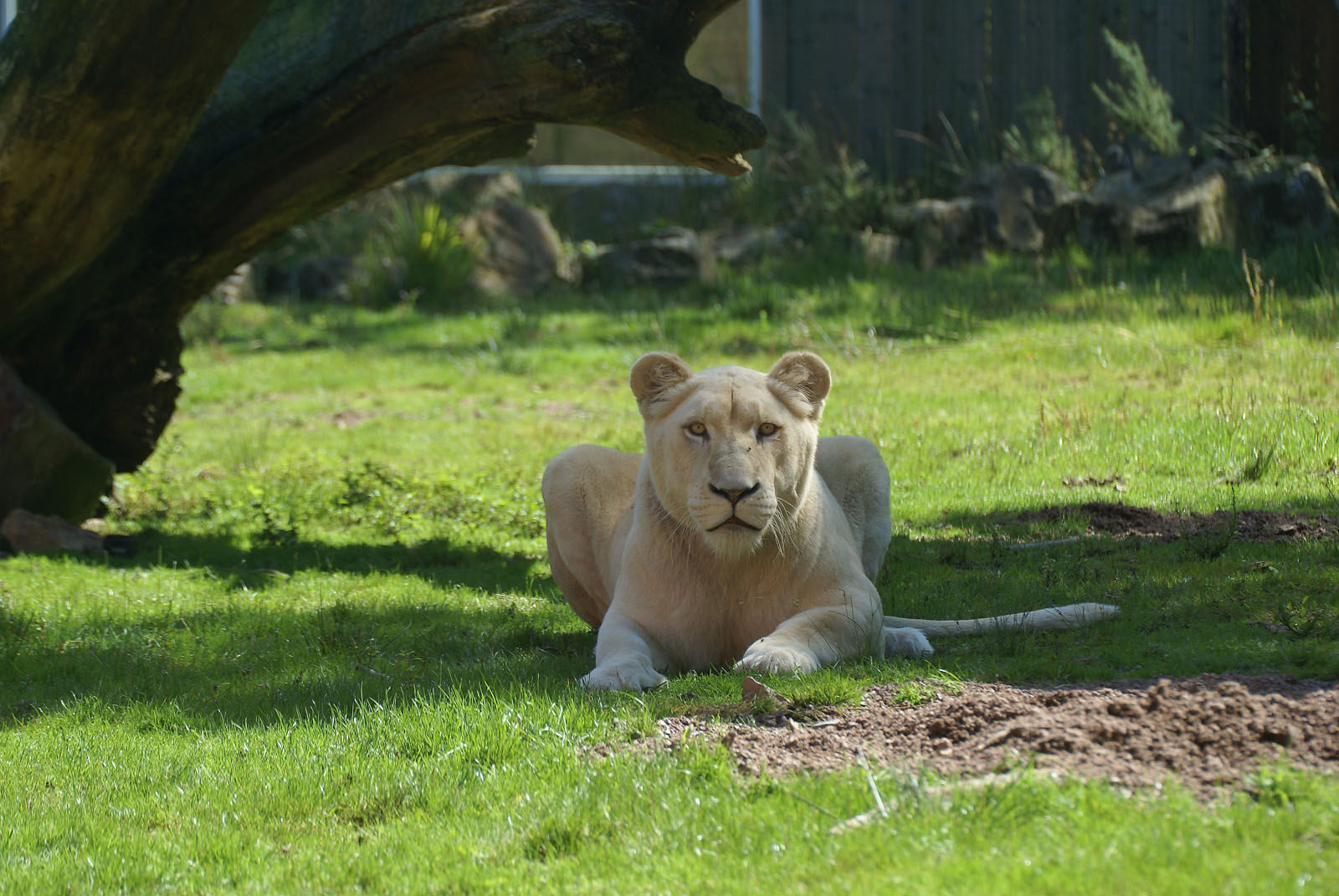 Lions blancs