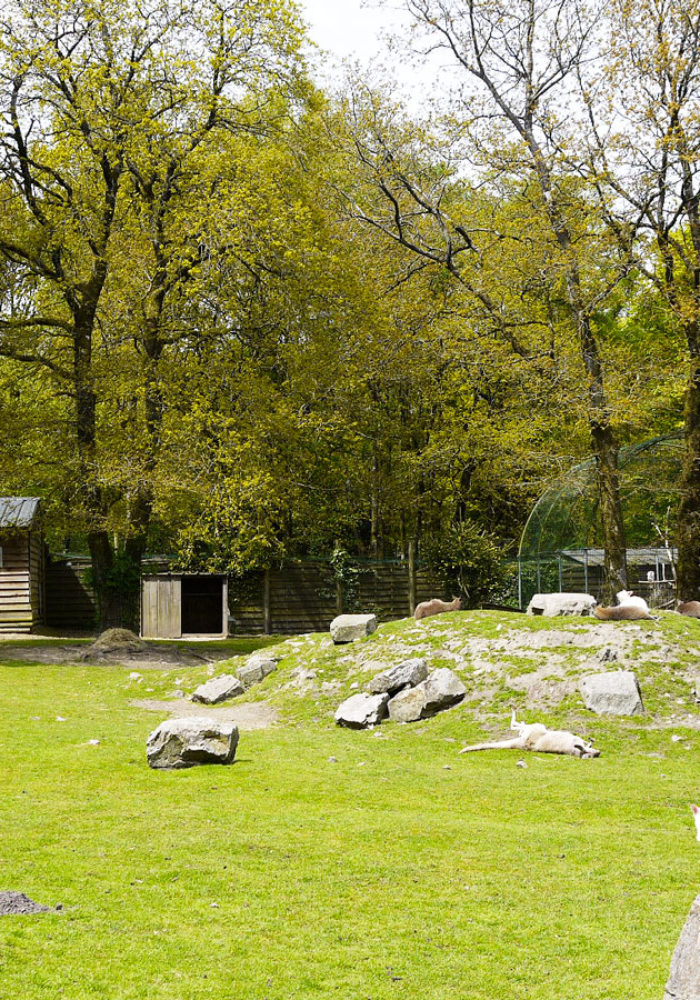 Vignette Les îles <br> aux singes