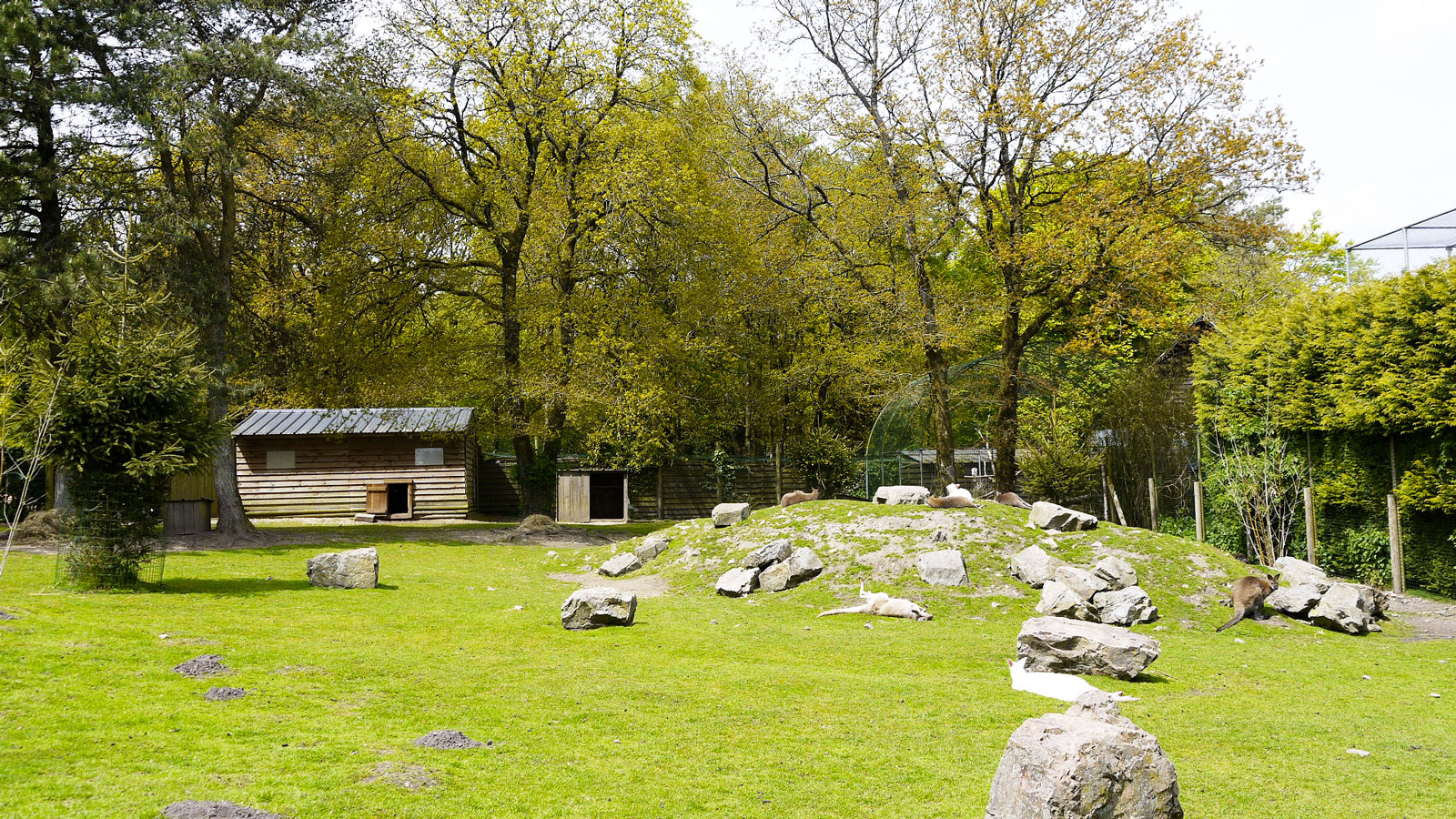 Le Territoire des Kangourous