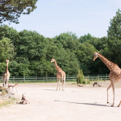 vignette Girafes