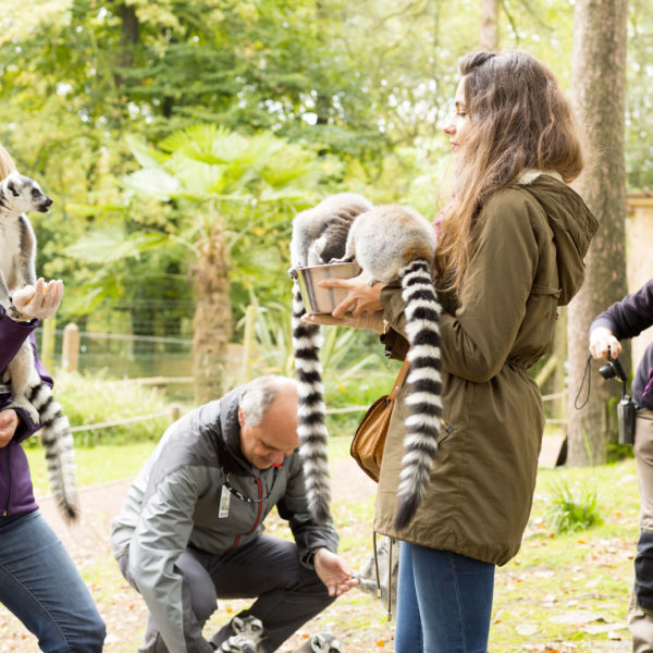 Rencontre VIP Lémuriens