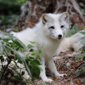 vignette RENARD POLAIRE