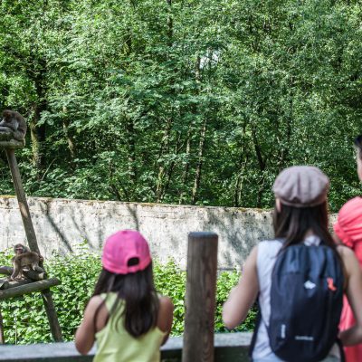 vignette Macaques Japonais