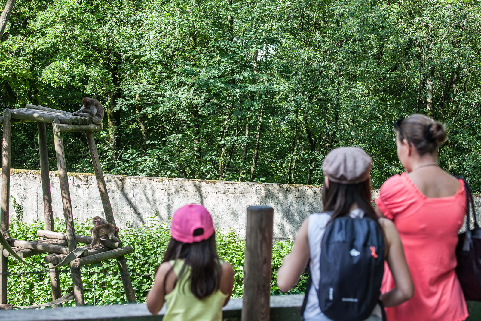 Macaques Japonais