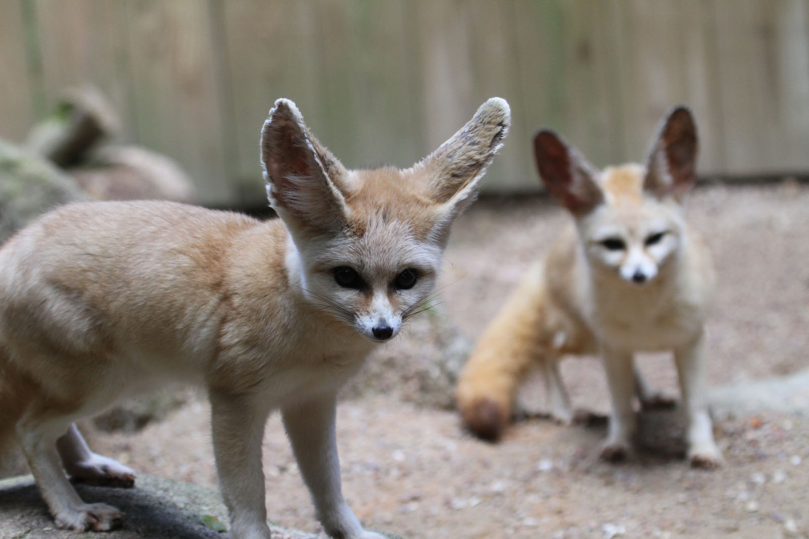 Fennecs