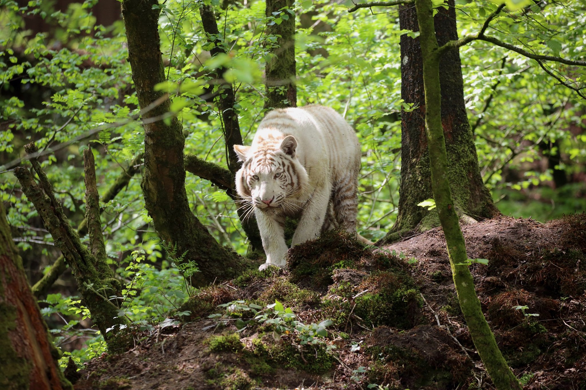 Tigres blancs