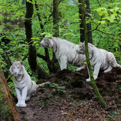 vignette Tigres blancs