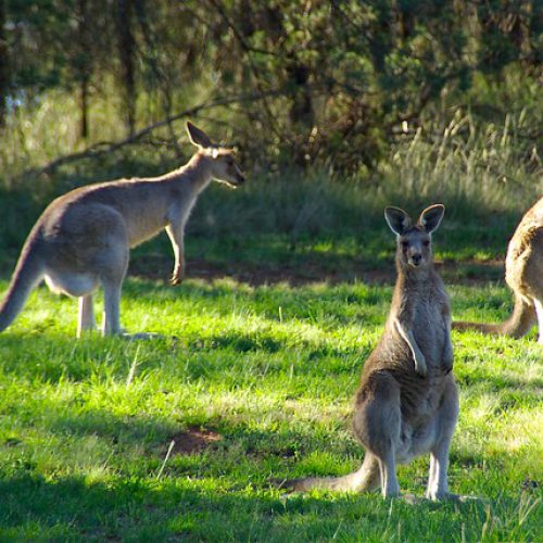 Vignette Australie