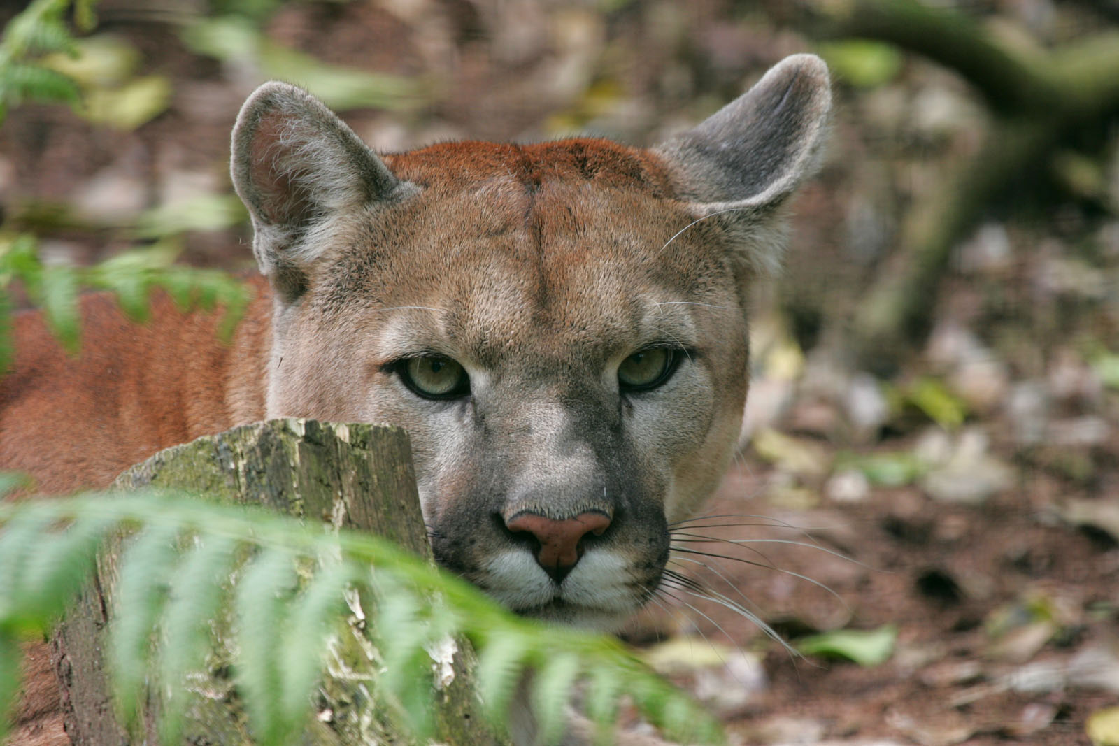 Pumas