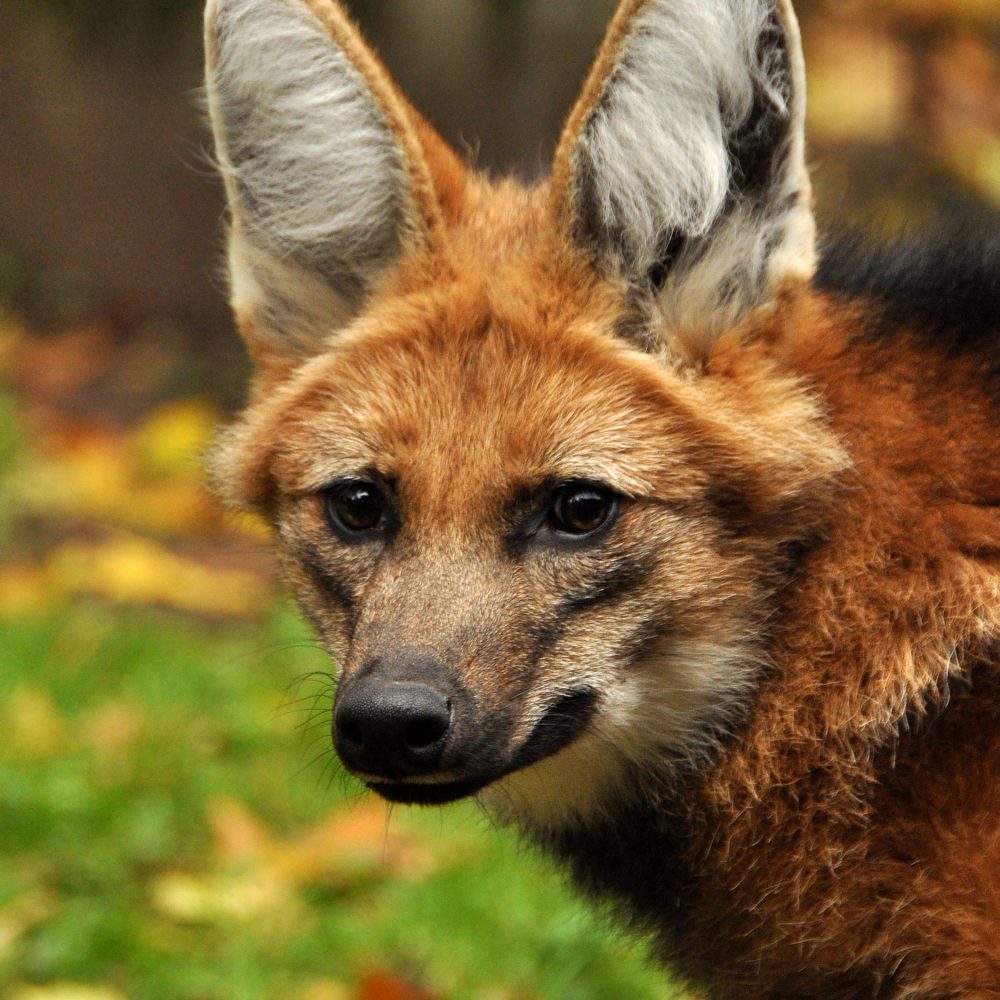 LOUP À CRINIÈRE • Zoo de Jurques