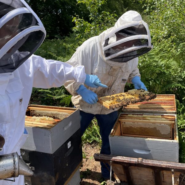Découverte de l’apiculture