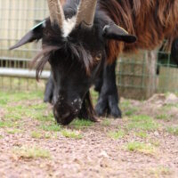 Vignette Chèvre des fossés