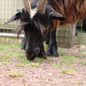 vignette Chèvre des fossés