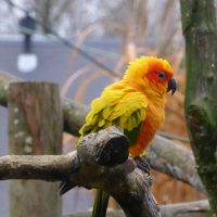 Vignette CONURE SOLEIL