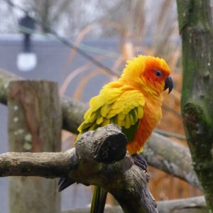 vignette CONURE SOLEIL