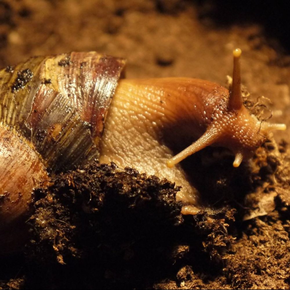 Vignette ESCARGOT GÉANT