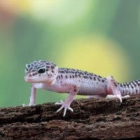 Vignette GECKO LEOPARD