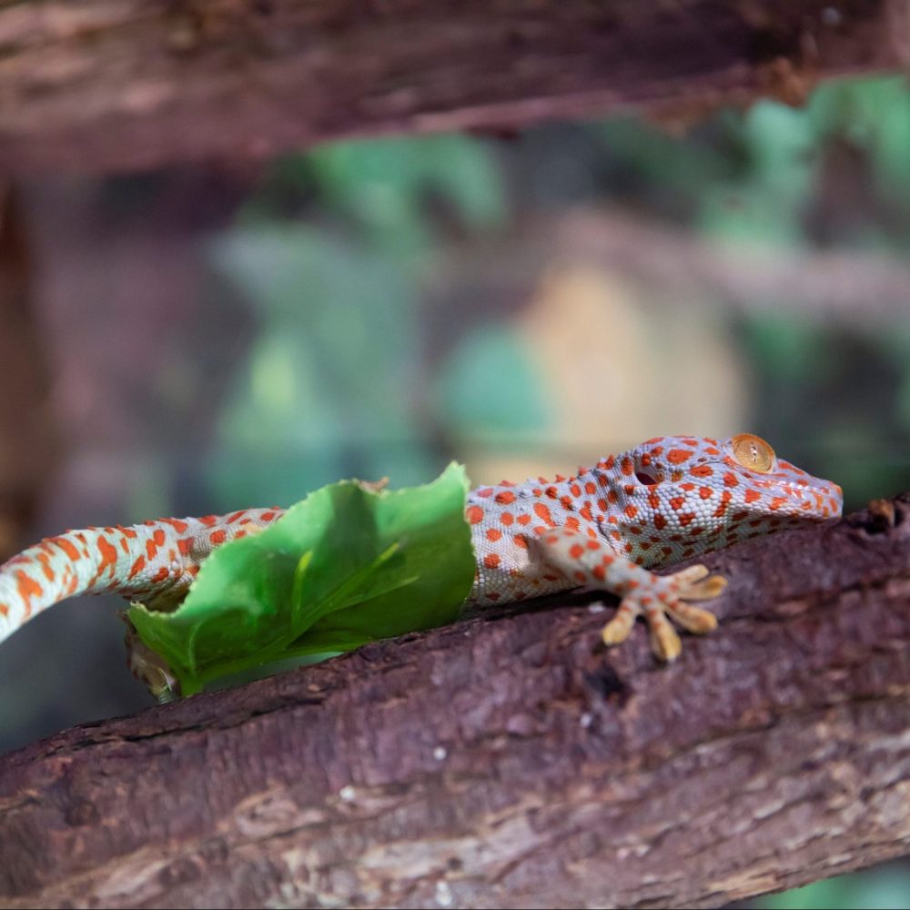 Vignette GECKO TOKAY