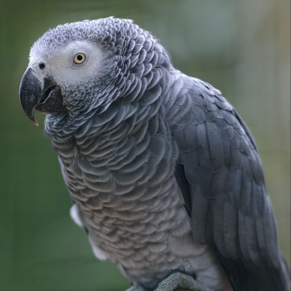 Vignette GRIS DU GABON