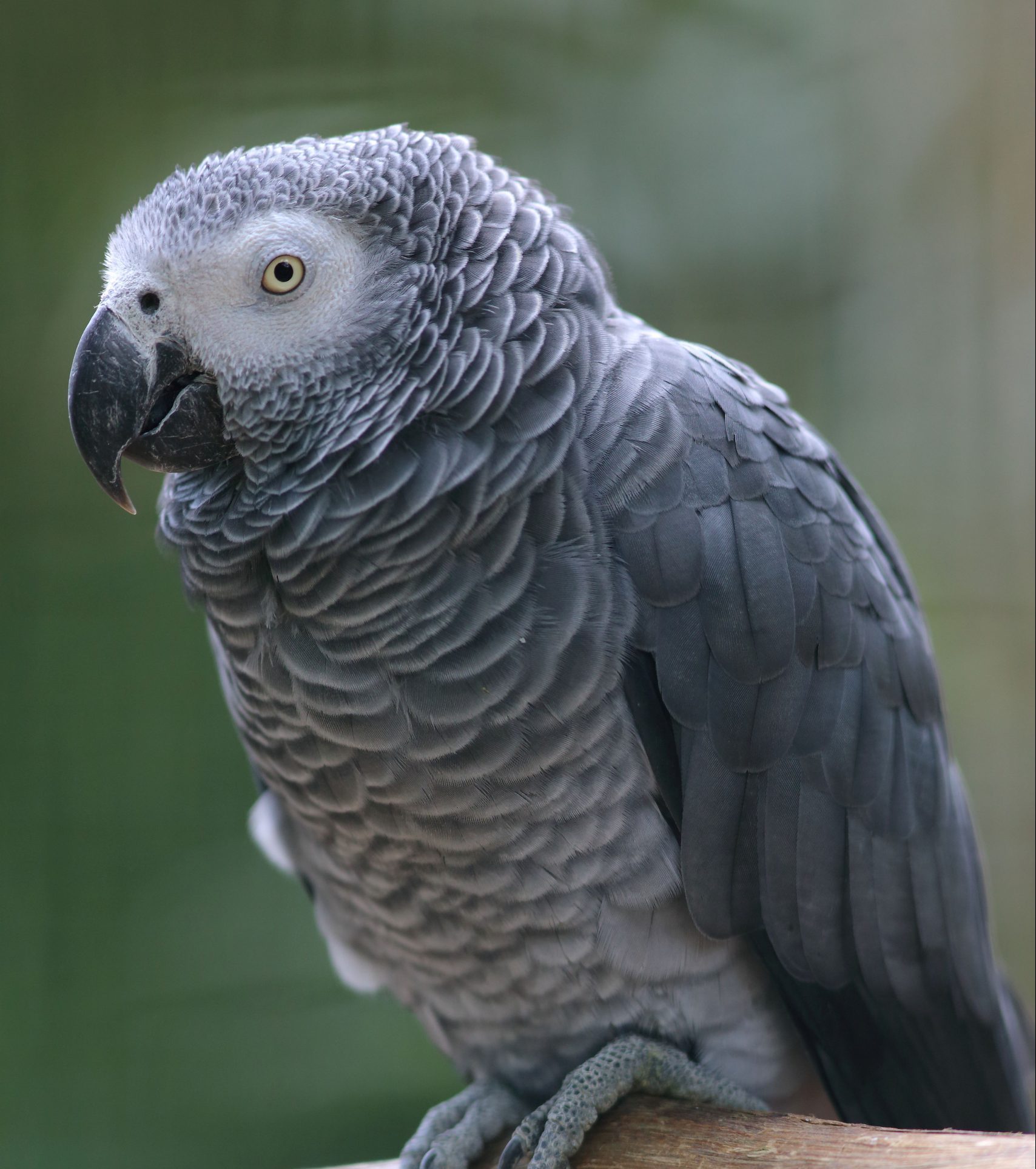 GRIS DU GABON • Zoo de Jurques