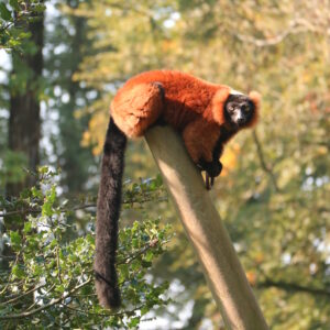 vignette Maki vari roux