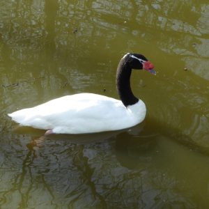 vignette CYGNE À COU NOIR