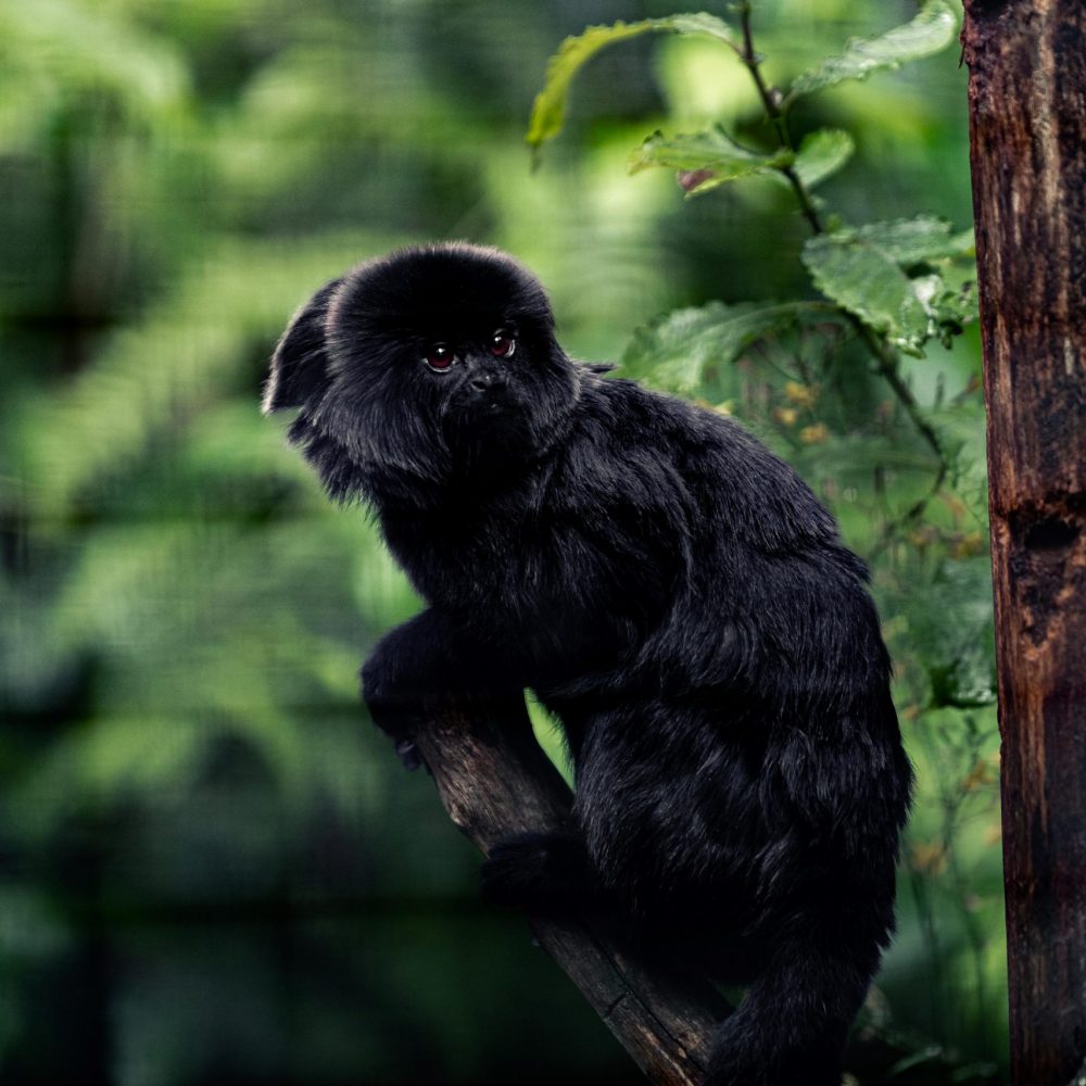 Vignette TAMARIN DE GOELDI