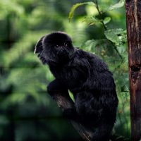 Vignette Tamarin de Goeldi